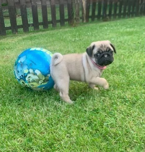 Regala i nostri cuccioli di Carlino maschio e femmina | Foto 1