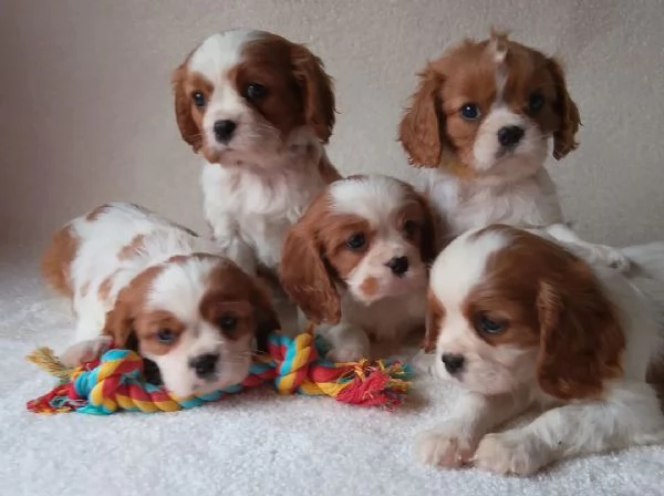 Regala i nostri cuccioli di Cavalier King maschio e femmina