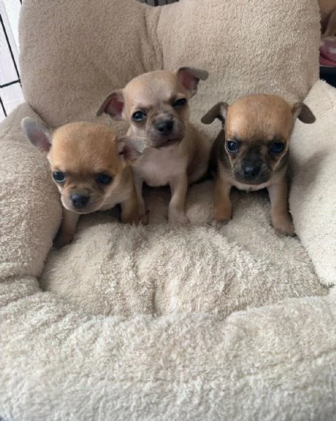 Regala i nostri cuccioli di Chihuahua maschio e femmina | Foto 0