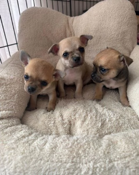 Regala i nostri cuccioli di Chihuahua maschio e femmina