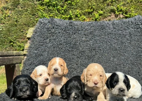 Regala i nostri cuccioli di Cocker Spaniel maschio e femmina | Foto 2