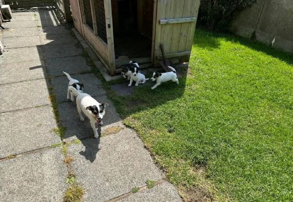 Regala i nostri cuccioli di Jack Russel maschio e femmina | Foto 0