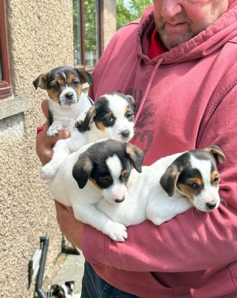 Regala i nostri cuccioli di Jack Russel maschio e femmina