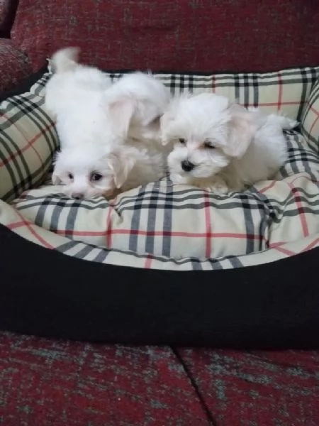 Regala i nostri cuccioli di Maltese maschio e femmina | Foto 1