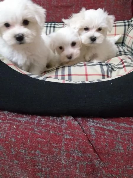 Regala i nostri cuccioli di Maltese maschio e femmina | Foto 0
