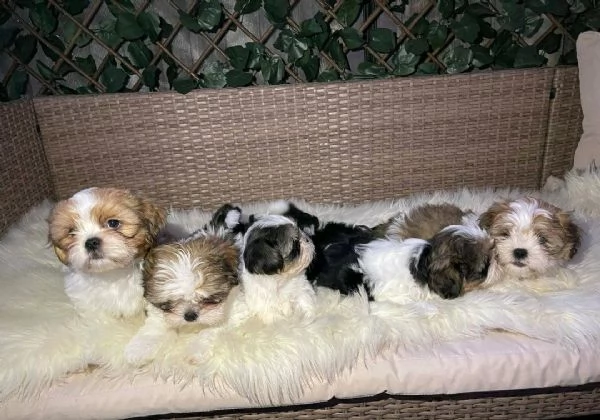 Regala i nostri cuccioli di Shitzu maschio e femmina | Foto 0