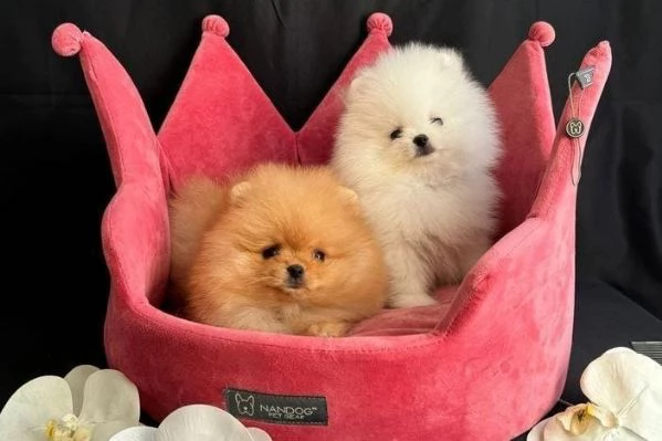 Regala i nostri cuccioli di Volpino Pomerania maschio e femmina | Foto 1