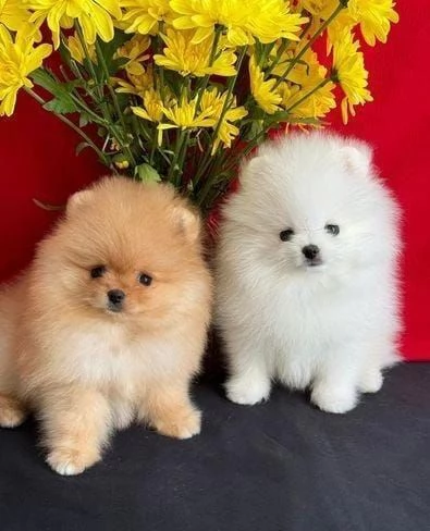 Regala i nostri cuccioli di Volpino Pomerania maschio e femmina | Foto 0