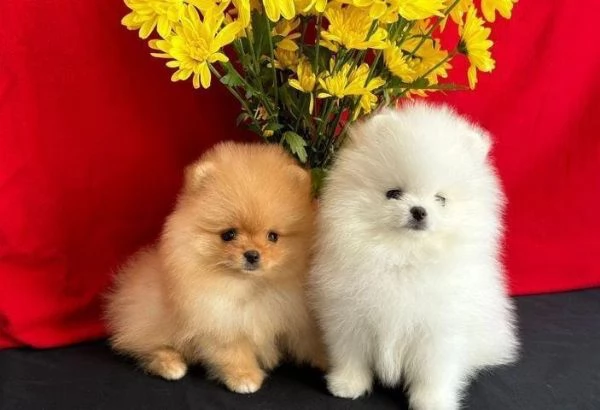 Regala i nostri cuccioli di Volpino Pomerania maschio e femmina