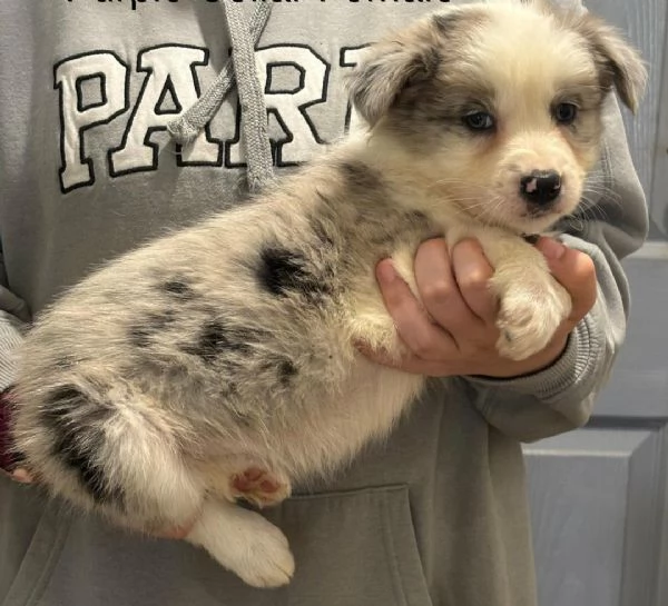 Regala i nostri cuccioli di Border Collie maschio e femmina