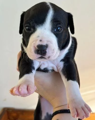 Regala i nostri cuccioli di Pitbull maschio e femmina