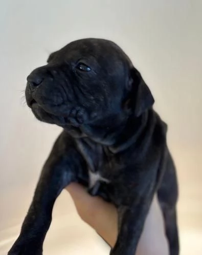 Regala i nostri cuccioli di Pitbull maschio e femmina | Foto 2