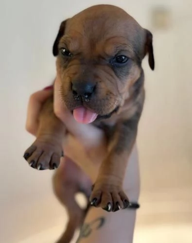 Regala i nostri cuccioli di Pitbull maschio e femmina | Foto 1