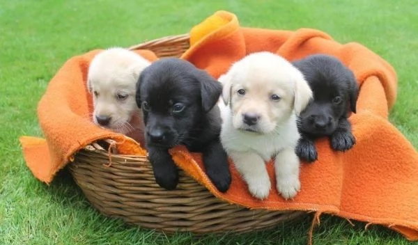Regala i nostri cuccioli di Labrador maschio e femmina