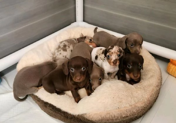 Regalo Cuccioli di Bassotto maschi e femmine appena nati