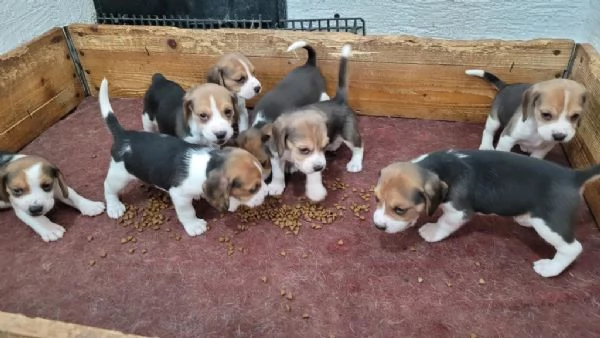 Regalo Cuccioli di  Beagle maschi e femmine appena nati | Foto 1