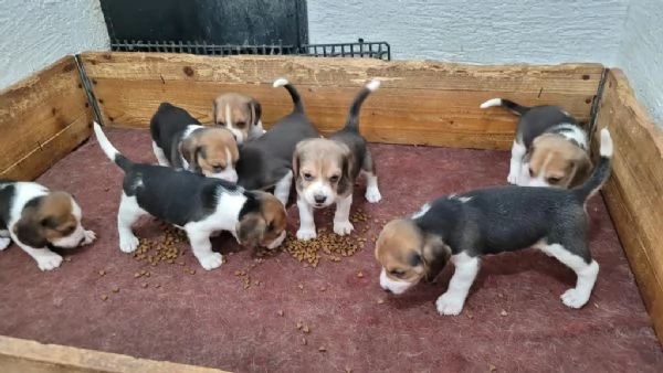 Regalo Cuccioli di  Beagle maschi e femmine appena nati