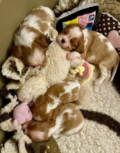 Regalo Cuccioli di  Cavalier King maschi e femmine appena nati | Foto 0