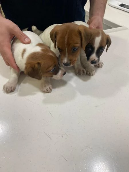 Regalo Cuccioli di  Jack Russel maschi e femmine appena nati