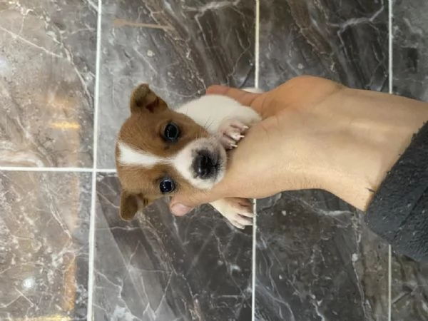Regalo Cuccioli di  Jack Russel maschi e femmine appena nati | Foto 1