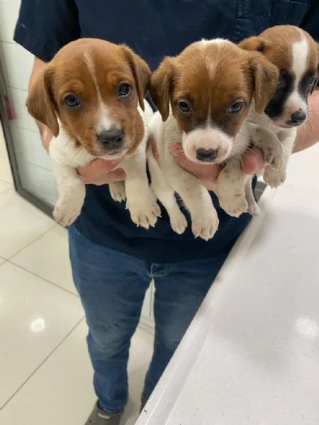 Regalo Cuccioli di  Jack Russel maschi e femmine appena nati | Foto 0