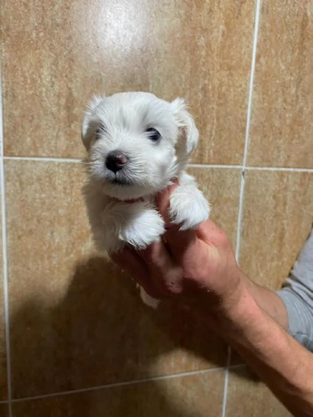 Regalo Cuccioli di  Maltese maschi e femmine appena nati | Foto 0