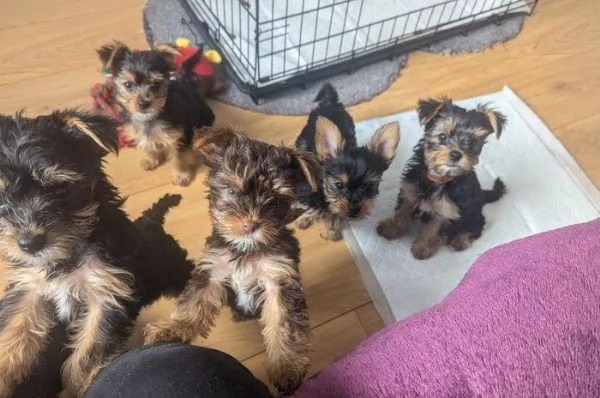 Regalo Cuccioli di  Yorkshire maschi e femmine appena nati | Foto 2