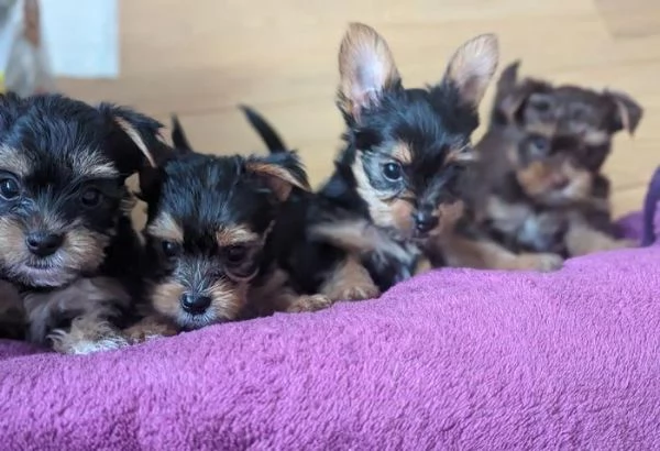 Regalo Cuccioli di  Yorkshire maschi e femmine appena nati | Foto 1