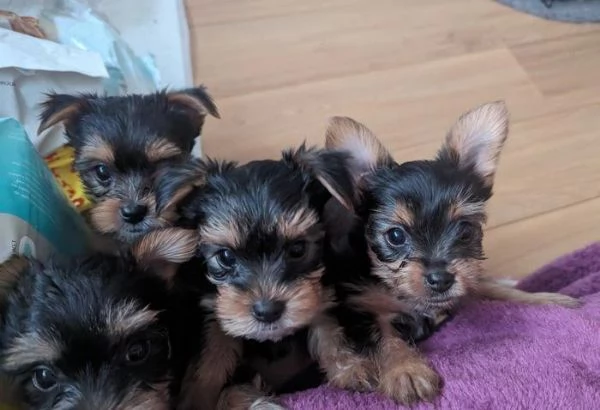Regalo Cuccioli di  Yorkshire maschi e femmine appena nati | Foto 0