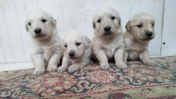 Regalo Cuccioli di  Golden Retriever maschi e femmine appena nati | Foto 2