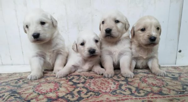 Regalo Cuccioli di  Golden Retriever maschi e femmine appena nati