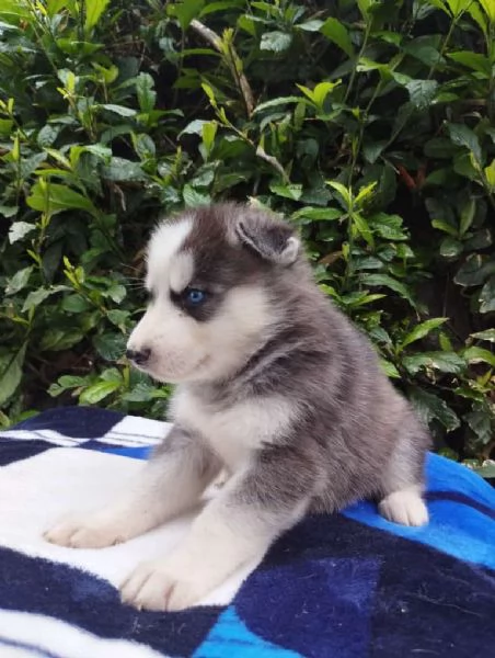 Regalo Cuccioli di  Husky maschi e femmine appena nati | Foto 2