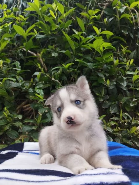 Regalo Cuccioli di  Husky maschi e femmine appena nati