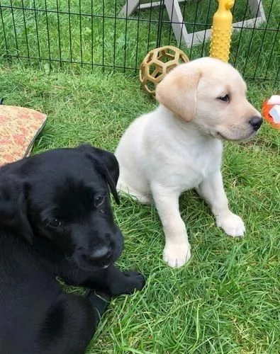 Regalo Cuccioli di  Labrador maschi e femmine appena nati