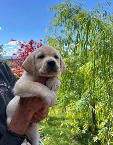 Regalo Cuccioli di  Labrador maschi e femmine appena nati | Foto 2