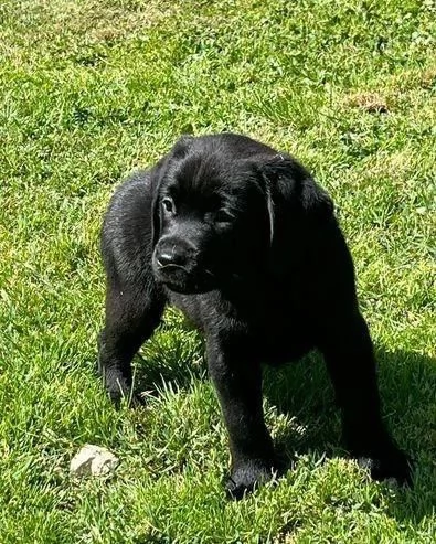 Regalo Cuccioli di  Labrador maschi e femmine appena nati | Foto 0
