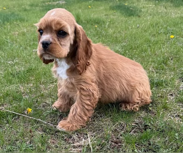 Regalo Cocker Americano  nana disponibili | Foto 0