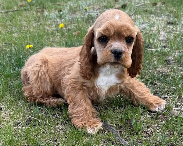 Regalo Cocker Americano  nana disponibili