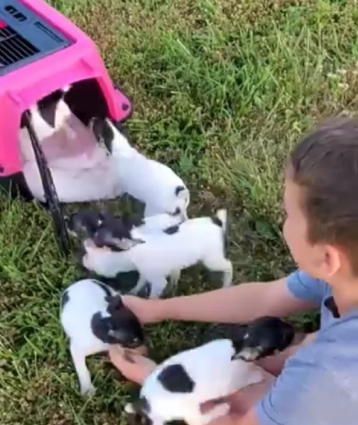 Regalo Fox terrier  maschio e femmina  | Foto 4