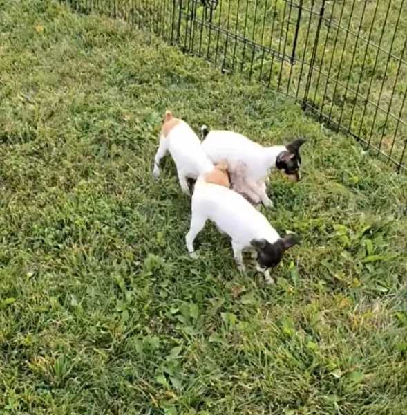 Regalo Fox terrier  maschio e femmina  | Foto 3