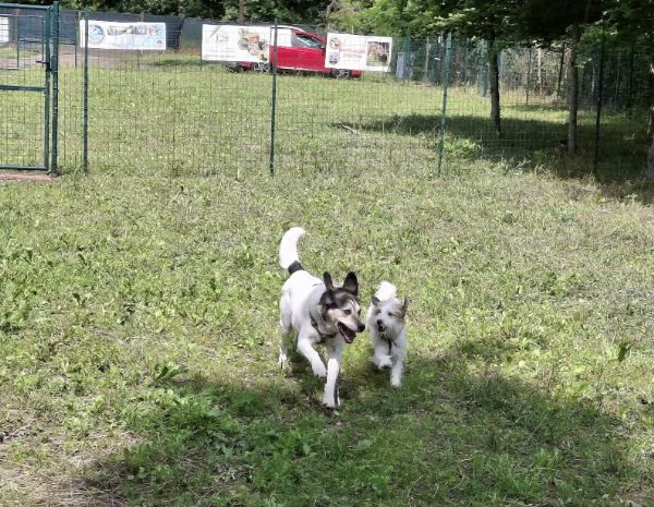 Regalo Fox terrier  maschio e femmina 