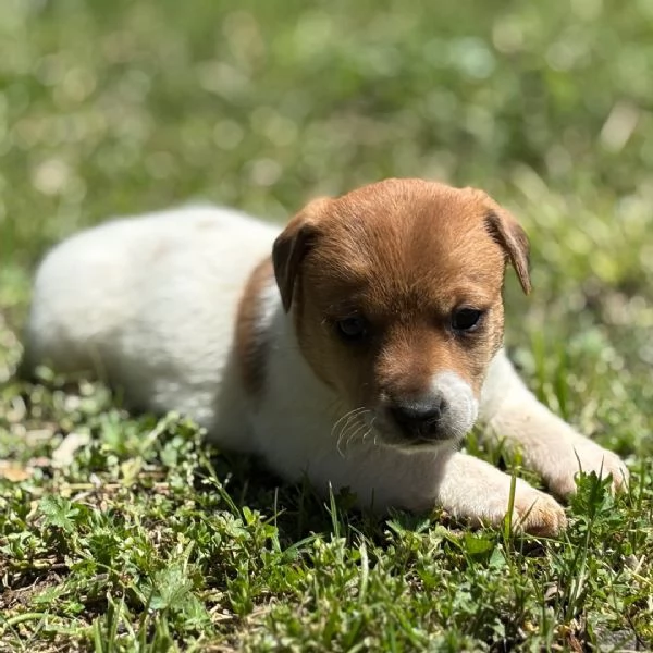 Jack Russell  | Foto 0