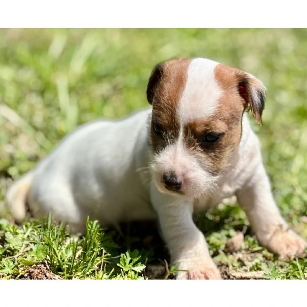 Jack Russell 