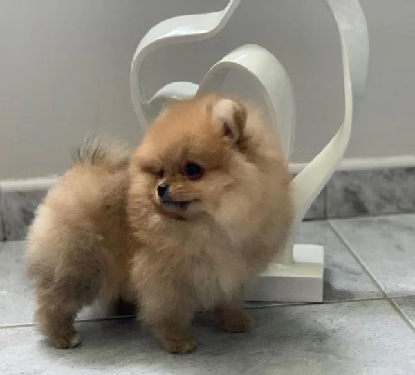 Offrire per ladozione maschio e femmina VALPINO Pomeranian Toy | Foto 2