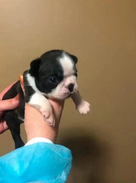 Offrire per ladozione maschio e femmina  Boston terrier