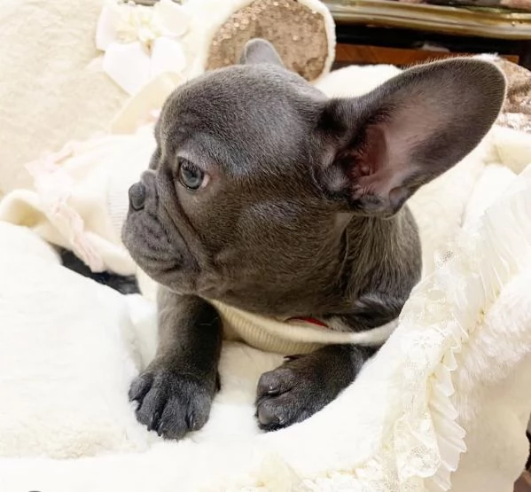 Offrire per ladozione maschio e femmina bouledogue  | Foto 0