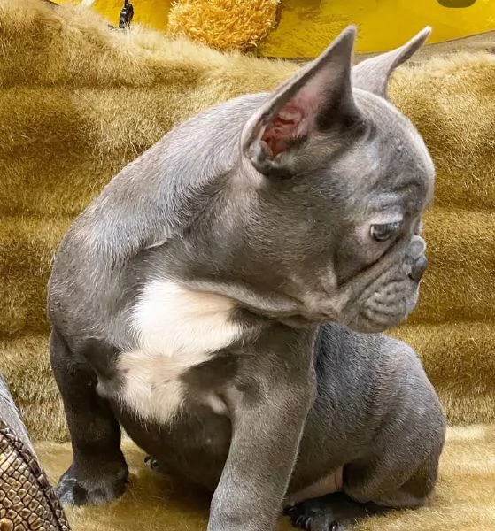 Offrire per ladozione maschio e femmina bouledogue 