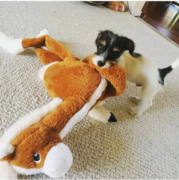 Regalo Jack Russell nana | Foto 0
