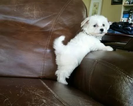 REGALO MALTESE TOYmini  nano | Foto 1