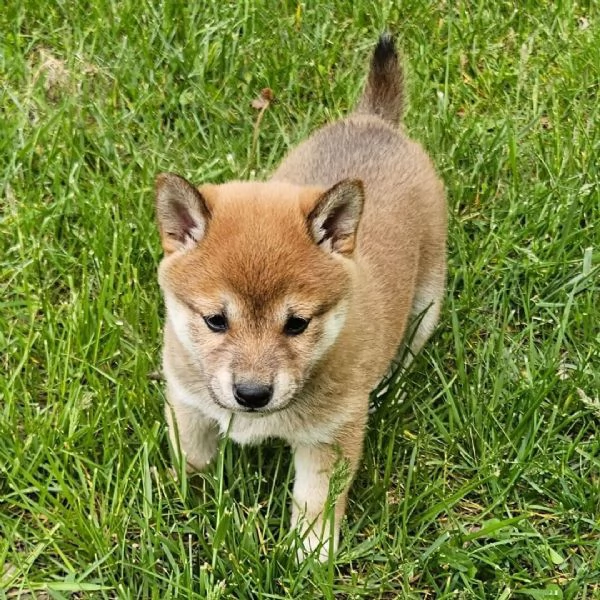 Shiba Inu taglia PICCOLO femmina e maschio | Foto 0